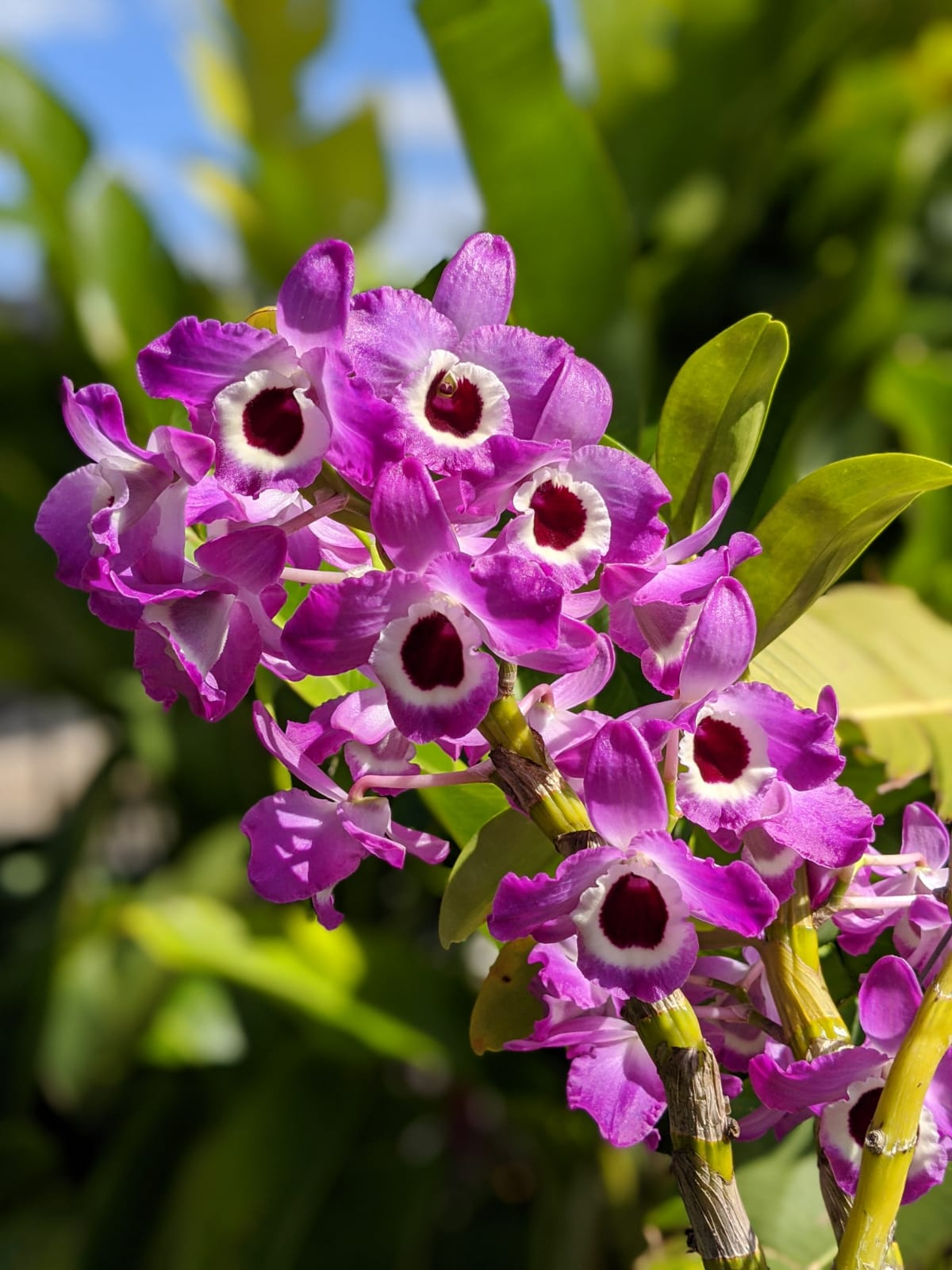Orchids for Sale Buy Orchid Plants Online The Tropic Gardener