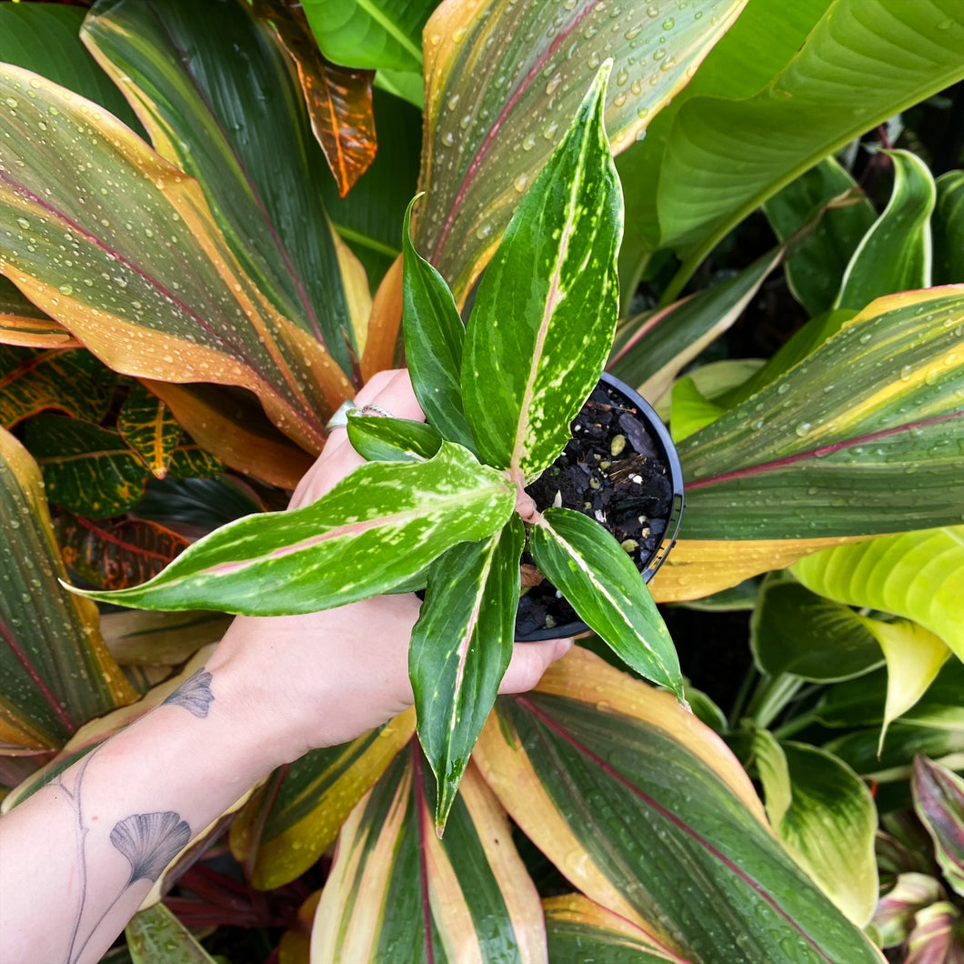 Aglaonema 'Pink Butterfly'