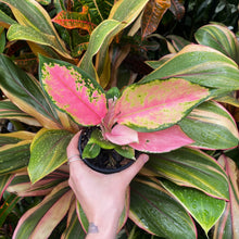 Load image into Gallery viewer, Aglaonema &#39;China Red&#39;
