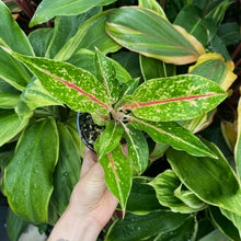 Load image into Gallery viewer, Aglaonema &#39;Night Sparkles&#39;
