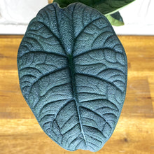 Load image into Gallery viewer, Alocasia &#39;Melo&#39;
