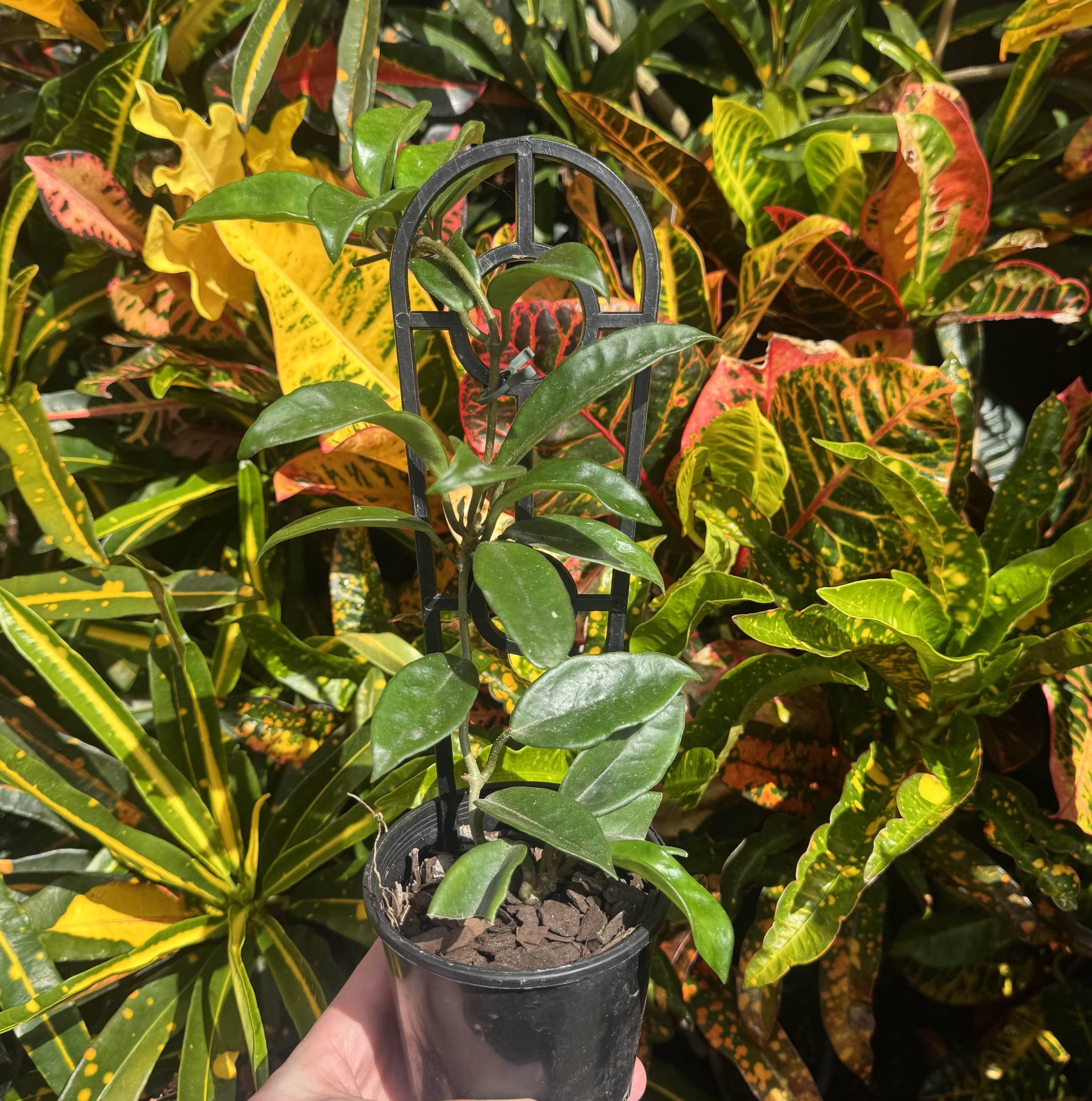 Hoya Carnosa Pink The Tropic Gardener hoya-carnosa-pink-the-tropic-gardener