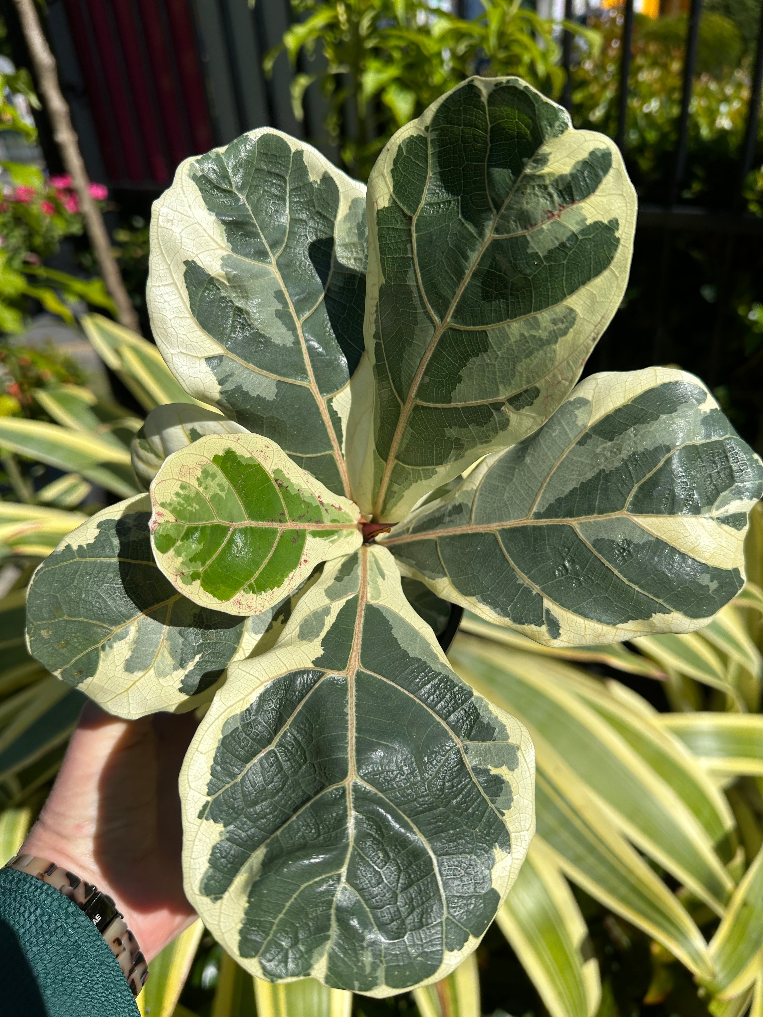 fiddle leaf fig tree variegated Ficus lyrata variegata – The Tropic Gardener