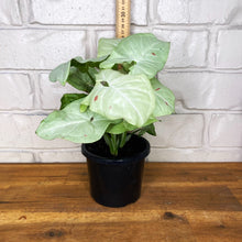 Load image into Gallery viewer, Syngonium 'Confetti'