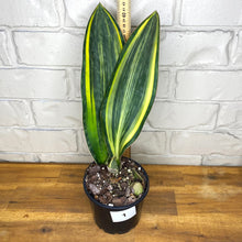 Load image into Gallery viewer, Sansevieria masoniana &#39;Variegated Whale Fin&#39;
