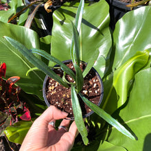 Load image into Gallery viewer, Microsorum thailandicum 'Blue Oil Fern'