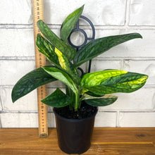 Load image into Gallery viewer, Monstera karstenianum 'Peru' Variegata