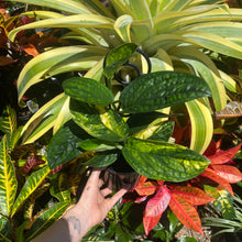 Load image into Gallery viewer, Monstera karstenianum 'Peru' Variegata