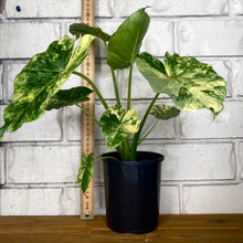 Load image into Gallery viewer, Alocasia odora 'California Aurea'