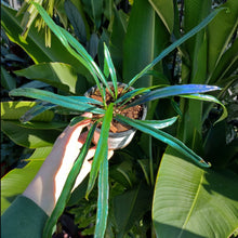 Load image into Gallery viewer, Microsorum thailandicum 'Blue Oil Fern'