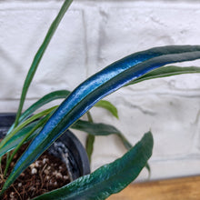 Load image into Gallery viewer, Microsorum thailandicum 'Blue Oil Fern'