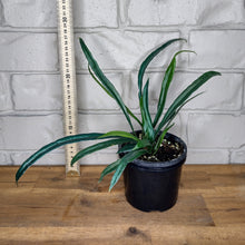 Load image into Gallery viewer, Microsorum thailandicum 'Blue Oil Fern'