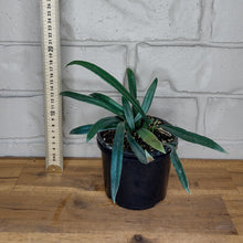 Load image into Gallery viewer, Microsorum thailandicum 'Blue Oil Fern'