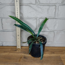 Load image into Gallery viewer, Microsorum thailandicum 'Blue Oil Fern'