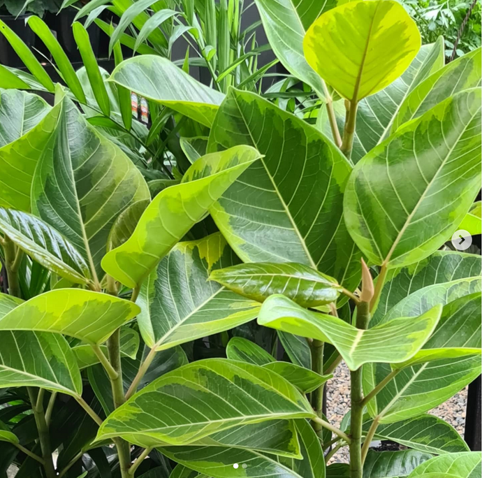 (Wet) Winter Care For Tropical Plants