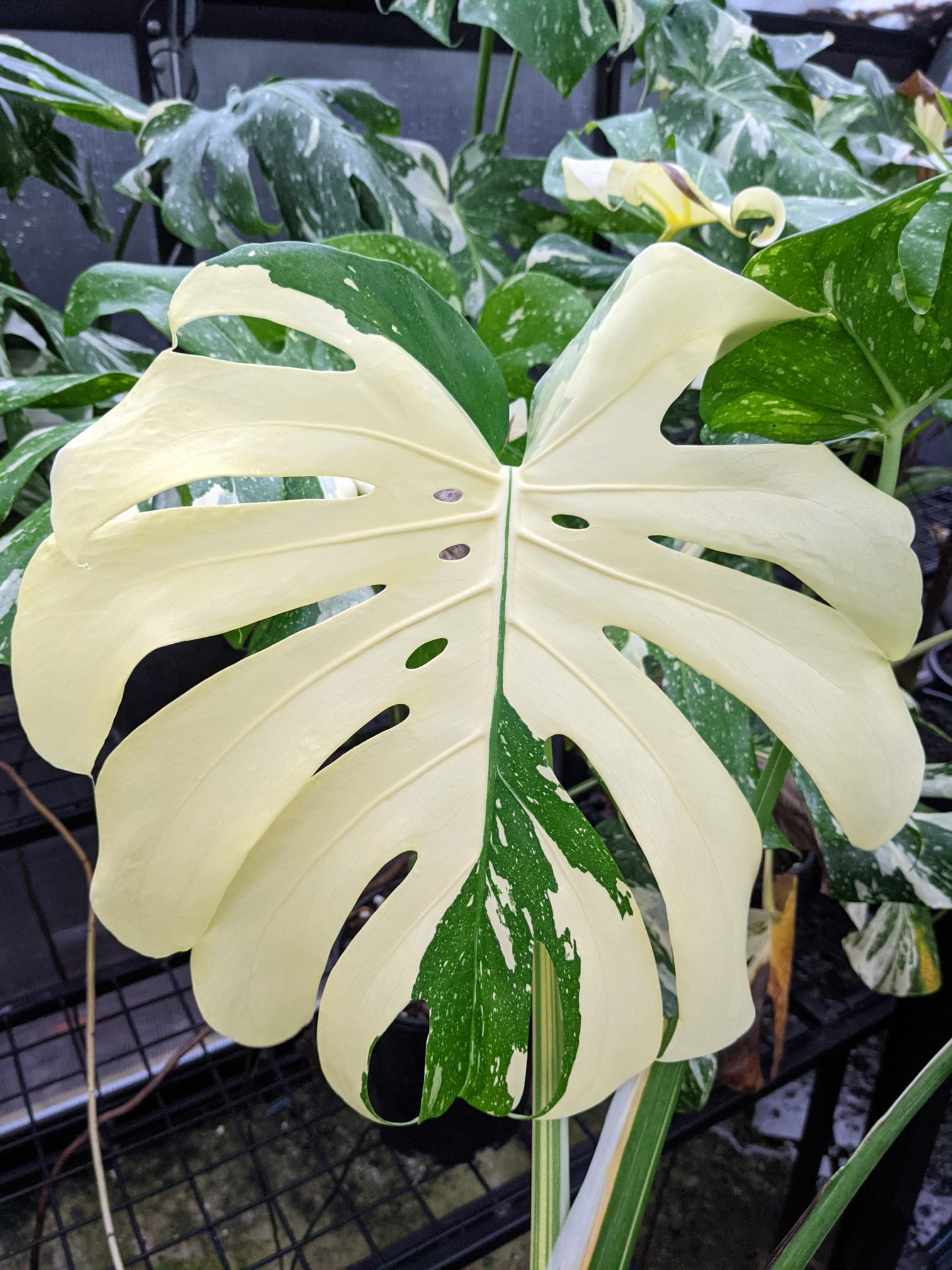 Monstera – The Tropic Gardener