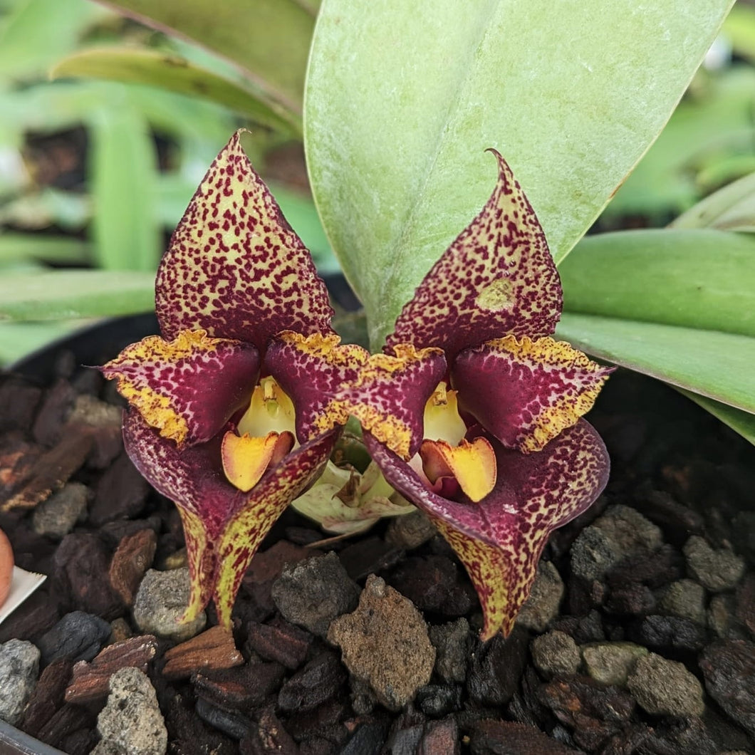 Bulbophyllum macrobulbum