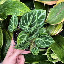 Load image into Gallery viewer, Anthurium &#39;Dorayaki&#39;

