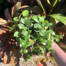 Load image into Gallery viewer, Aeschynanthus &#39;Thai Pink&#39;
