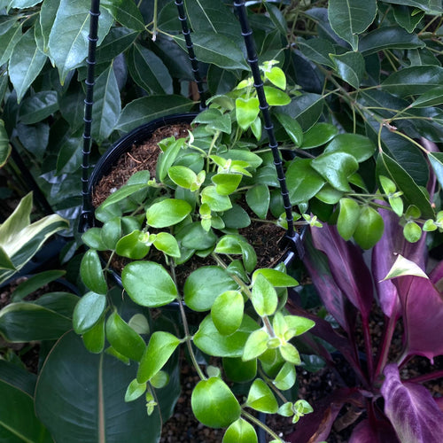 Buy great quality Wholesale Indoor Plants Online Brisbane The Tropic