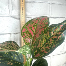 Load image into Gallery viewer, Aglaonema &#39;Dang Mongkol&#39;
