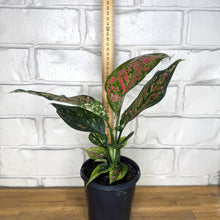 Load image into Gallery viewer, Aglaonema &#39;Dang Mongkol&#39;
