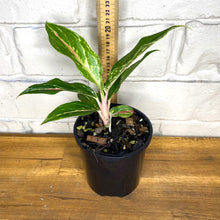 Load image into Gallery viewer, Aglaonema &#39;Pink Butterfly&#39;
