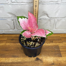 Load image into Gallery viewer, Aglaonema &#39;Spitfire&#39;
