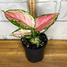 Load image into Gallery viewer, Aglaonema &#39;Auspicious Red&#39;
