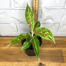 Load image into Gallery viewer, Aglaonema &#39;Night Sparkles&#39;
