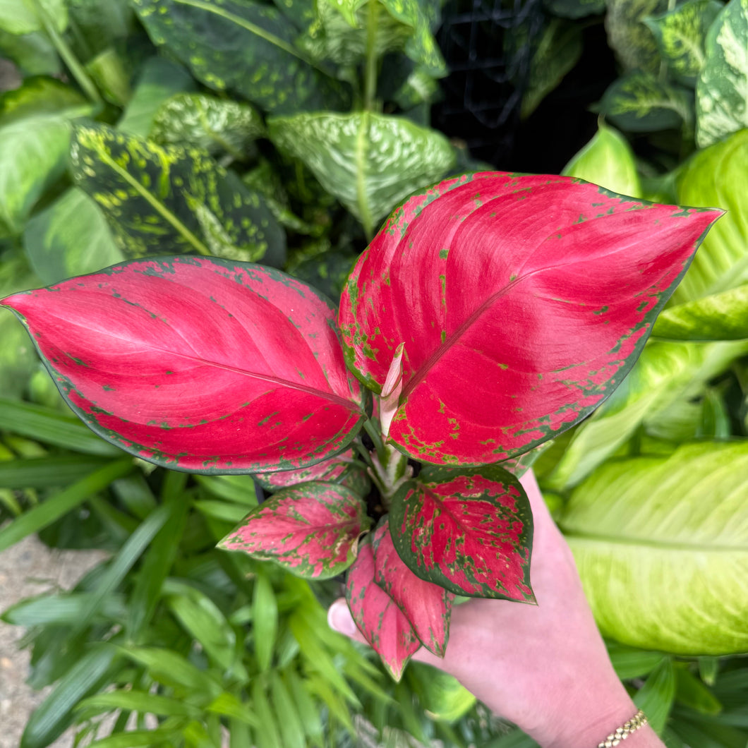 Aglaonema 'Red Mushroom'