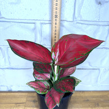 Load image into Gallery viewer, Aglaonema &#39;Red Mushroom&#39;
