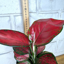 Load image into Gallery viewer, Aglaonema &#39;Red Mushroom&#39;
