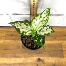Load image into Gallery viewer, Aglaonema &#39;Silver Cosmetic&#39;
