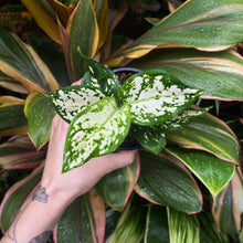 Load image into Gallery viewer, Aglaonema &#39;Silver Cosmetic&#39;
