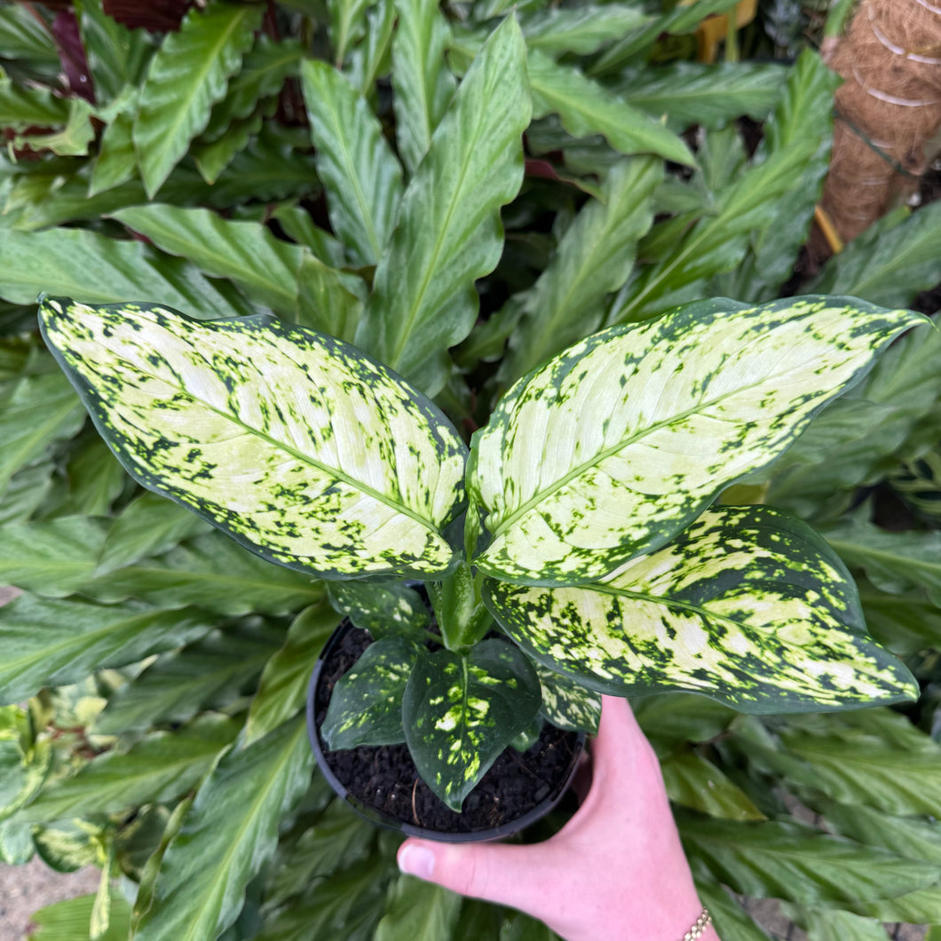 Aglaonema 'Silver Cosmetics'