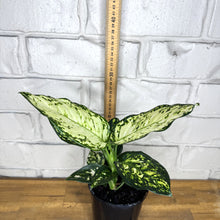 Load image into Gallery viewer, Aglaonema &#39;Silver Cosmetics&#39;
