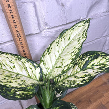 Load image into Gallery viewer, Aglaonema &#39;Silver Cosmetics&#39;
