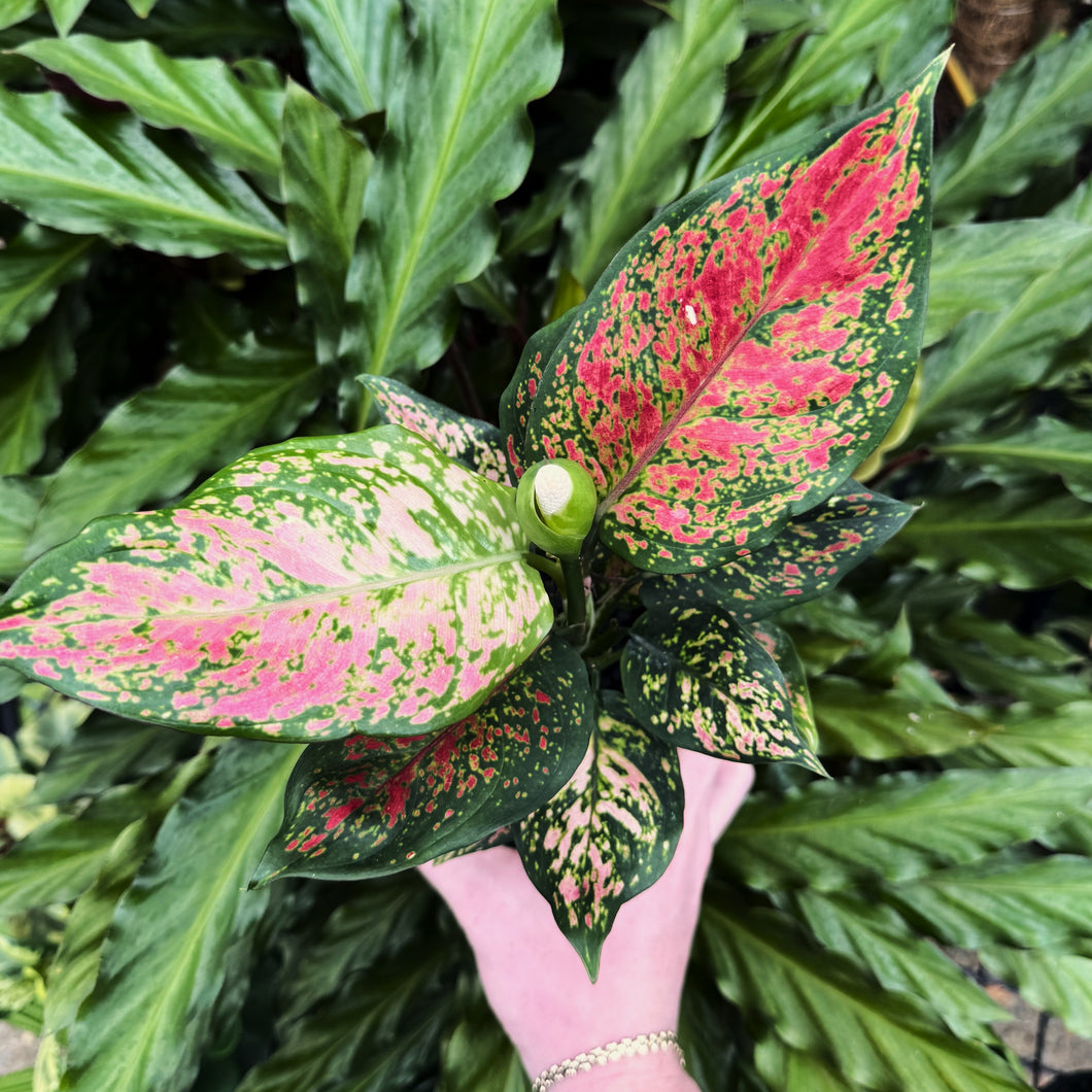 Aglaonema 'Sunshine'