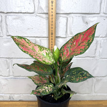 Load image into Gallery viewer, Aglaonema &#39;Sunshine&#39;
