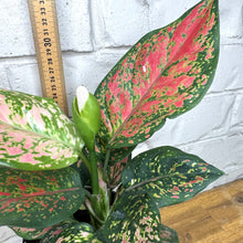 Load image into Gallery viewer, Aglaonema &#39;Sunshine&#39;
