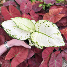 Load image into Gallery viewer, Aglaonema &#39;White Valentine&#39;
