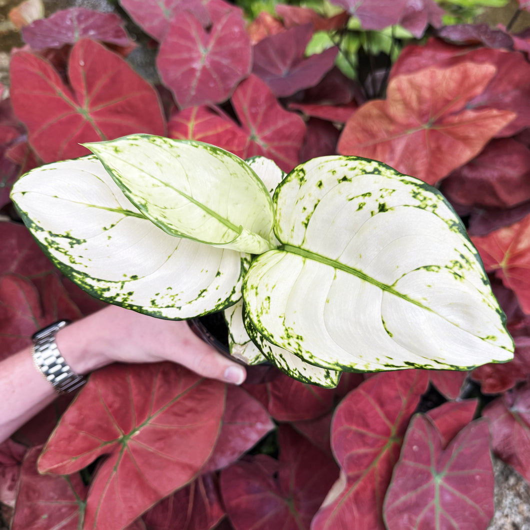 Aglaonema 'White Valentine'