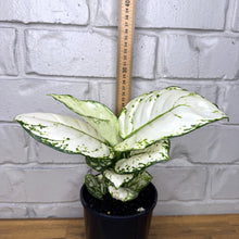 Load image into Gallery viewer, Aglaonema &#39;White Valentine&#39;
