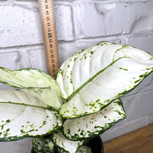 Load image into Gallery viewer, Aglaonema &#39;White Valentine&#39;
