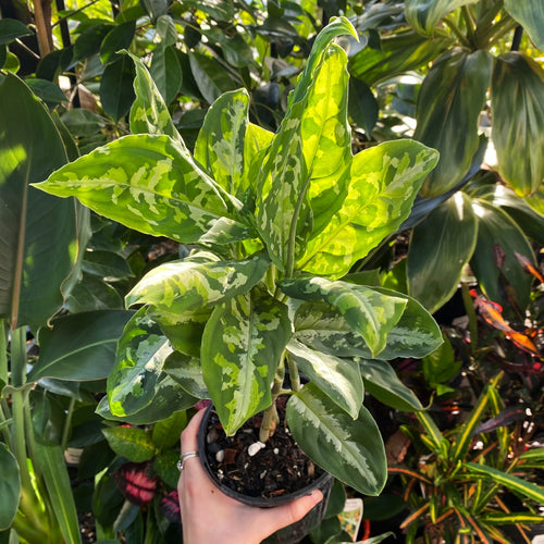 Buy great quality Wholesale Indoor Plants Online Brisbane The Tropic