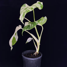 Load image into Gallery viewer, Monstera borsigiana Albo
