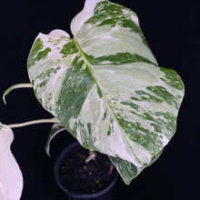 Load image into Gallery viewer, Monstera borsigiana Albo
