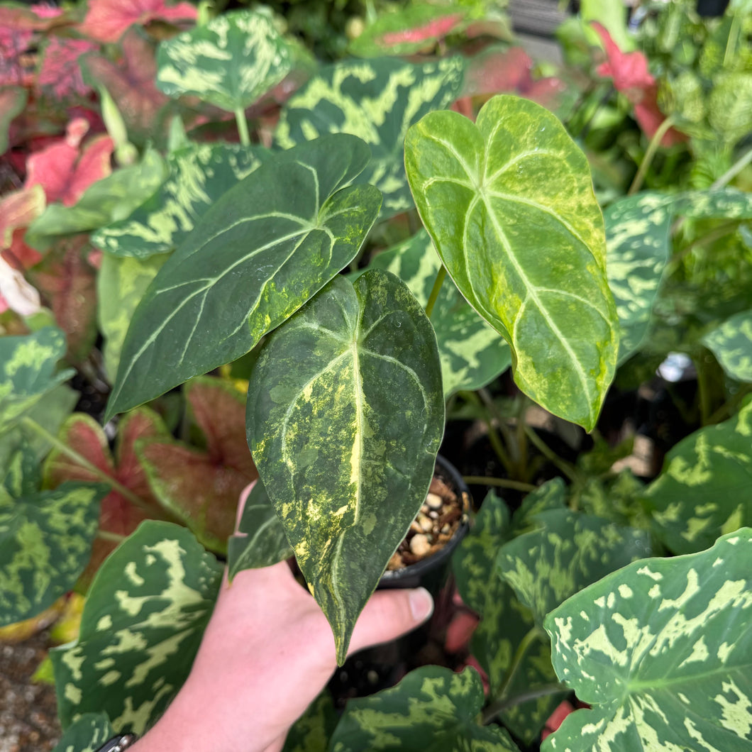 Anthurium forgetii hybrid - variegated