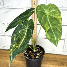 Load image into Gallery viewer, Anthurium forgetii hybrid - variegated
